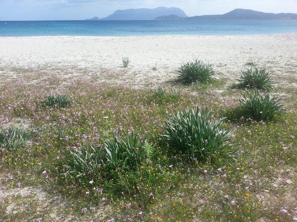 Maestrale Hébergement de vacances Olbia